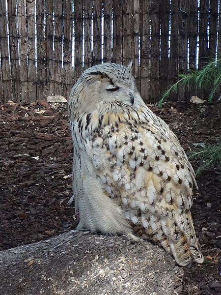 File:Bubo Bubo Sibiricus.JPG