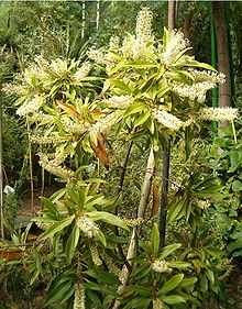 Buckinghamia celsissima HabitusInflorescence BotGard0906a.jpg 