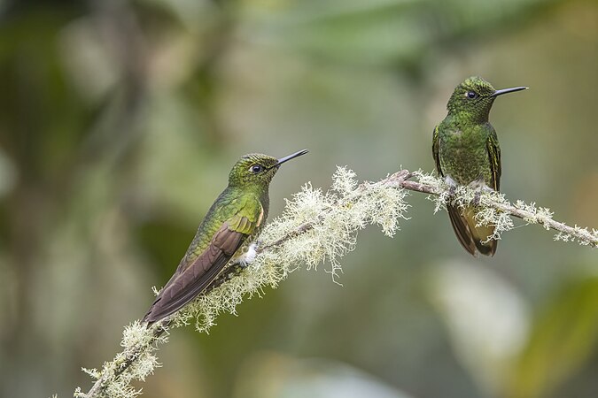 The right hand bird possibly ignores the aggression; possibly doesn't