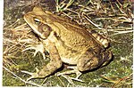 Miniatura per Rhinella rubescens