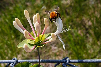 Bumblebee visiting a wild honeysuckle on a fence in Brastad