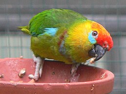 Клинохвостий папуга (підвид P. d. occidentalis)