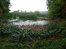 A silted lake located in Eichhorst, Germany Burgwall Jatzke3.jpg