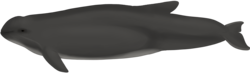 Burmeister's porpoise - Phocoena spinipinnis - 2022-02-24.png