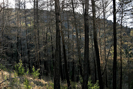 Radiata pine plantation burnt during the 2003 Eastern Victorian alpine bushfires, Australia
