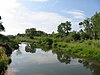 River with bushes on the banks.