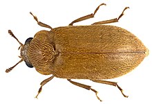 Byturus ochraceus (Scriba, 1790).jpg