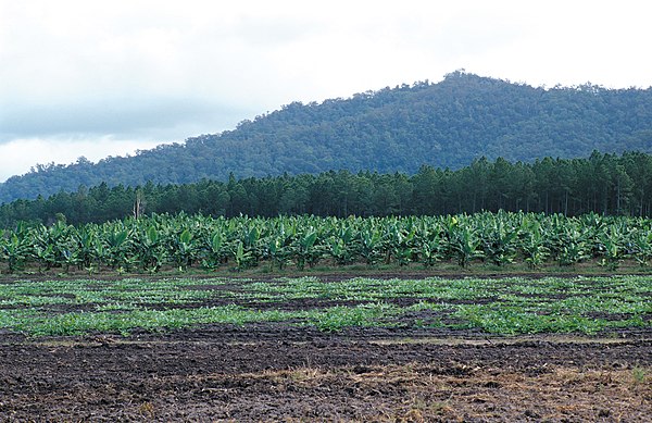 Crops near Cardwell, Far North Queensland