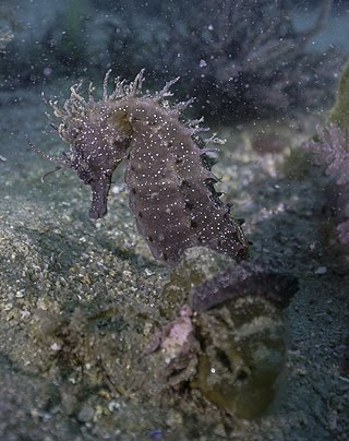 Short-snouted seahorse (Hippocampus hippocampus), Arrábida Natural Park, Portugal