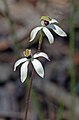 Caladenia gracilis