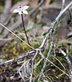 Caladenia lyallii