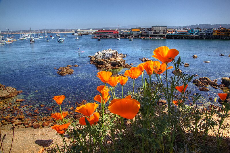 File:California Poppies and Fisherman's Wharf.jpg