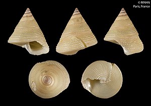 Calliostoma hematomenon (MNHN-IM-2000-27744).jpeg