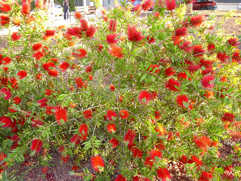 File:Callistemon citrinus planta ParquePoblado Puertollano.jpg