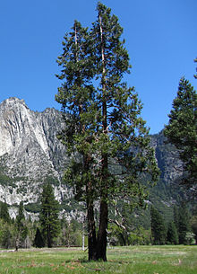 Tré Yosemite National Park, Kaliforníu