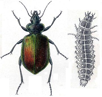 Carabidae