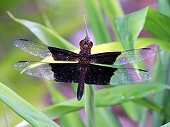 ♂ Camacinia othello