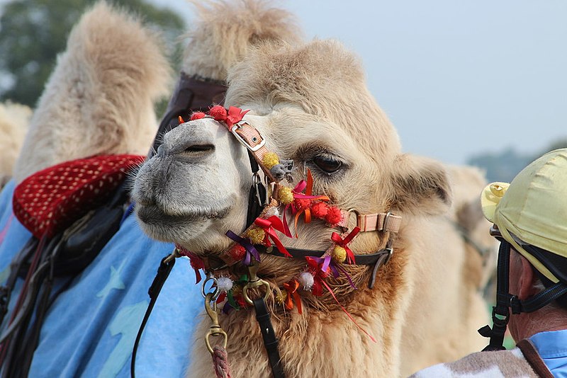 File:Camel at Hole Park - geograph.org.uk - 4156767.jpg