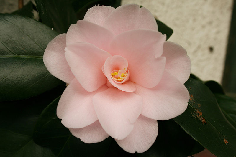 File:Camelia (3).jpg