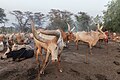 * Nomination Cattle camp of the Mundari tribe, Terekeka, South Sudan --Poco a poco 07:48, 6 April 2024 (UTC) * Promotion  Support Good quality. --Mike Peel 11:37, 7 April 2024 (UTC)