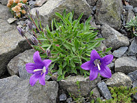 Campanula saxifraga