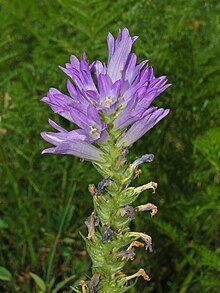 Campanulaceae - Campanula spicata-1.JPG