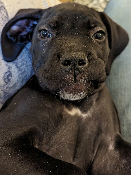 File:Cane Corso puppy mix.jpg