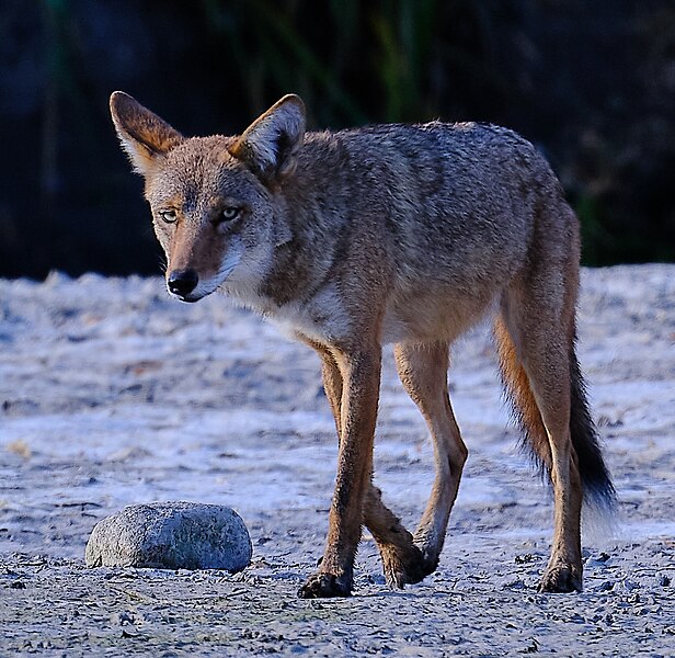 File:Canis latrans DSF9659 (53997107756).jpg