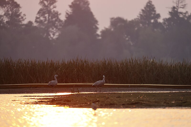 File:Cape Barren Geese - Lake Wendouree.jpg