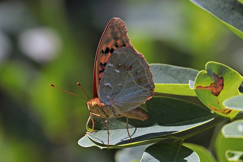 File:Cardinal (Argynnis pandora) male underside Hungary.jpg