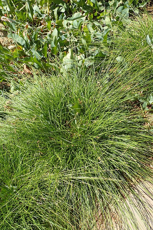 Carex tumulicola kz2