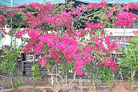 Bougainvillea glabra ✓