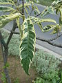 'Aureomarginata' leaves