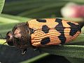 Miniatura para Castiarina turneri