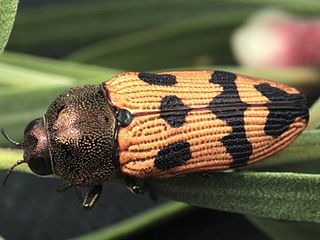 <i>Castiarina turneri</i> Species of beetle
