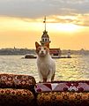 Tabby and white cat with Maiden's Tower in the background
