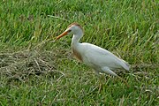 Cattle egret, very common in Arrocampo Cattle Egret (Bubulcus ibis) -walking.jpg