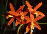 Cattleya angereri