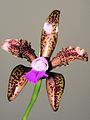 Cattleya tigrina