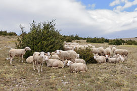 Troupeau de moutons de race Lacaune près de Florac.