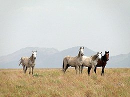 Cavalos selvagens de Roraima.jpg