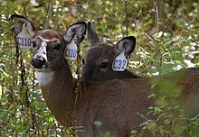 Two tagged white-tail deer in Cayuga Heights Cayuga heights deer.jpg