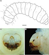 Larve de Cecidonius pampeanus.