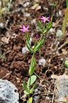 Centaurium tenuiflorum 1.jpg