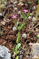 Vignette pour Centaurium tenuiflorum