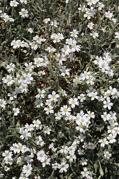 File:Cerastium tomentosum 02.jpg