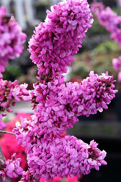 File:Cercis chinensis Avondale 15zz.jpg