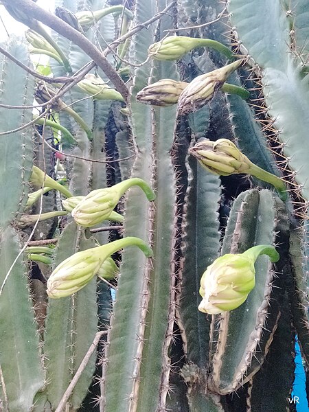 File:Cereus pterogonus Lem-Cactus -flower buds-vijayanrajapuram.jpg