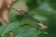 Ceriagrion glabrum female.jpg