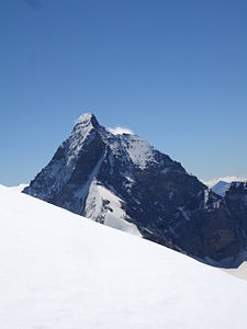 Cervin de dent blanche.jpg